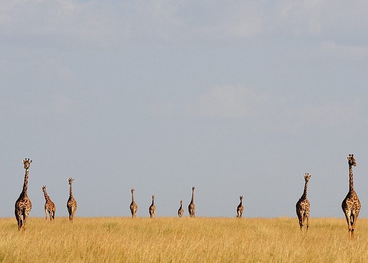 一排长颈鹿正向前走。