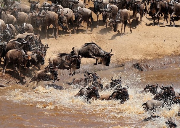 一群蓝角马正在迁徙。
