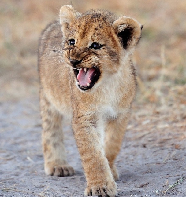 小小的幼狮张大口。