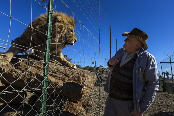 得奖作品:狮子的未来