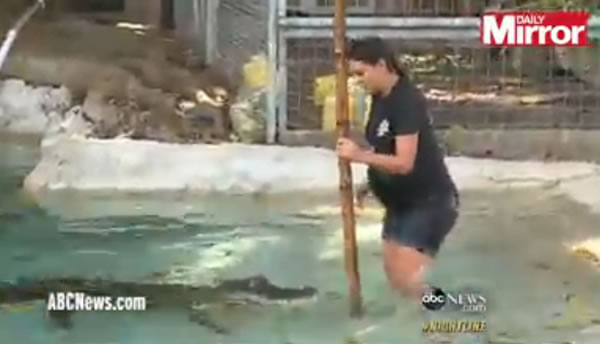 美国怀孕7月准妈妈仍坚守岗位斗鳄鱼