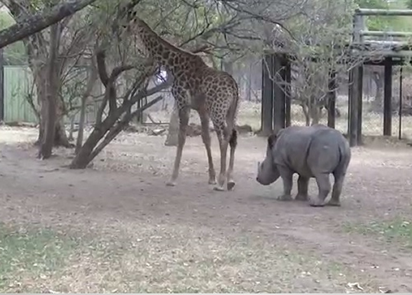 奥利芙(右)对杰拉尔德(左)亦步亦趋