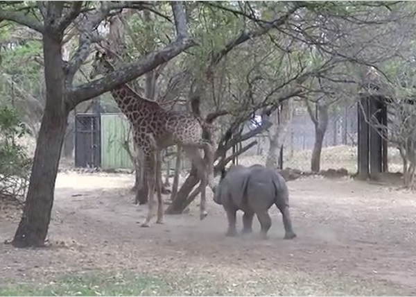 杰拉尔德(左)一脚踢中奥利芙(右)的头