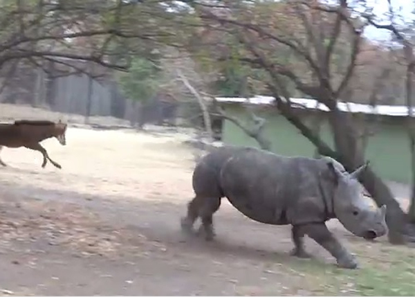 心知不妙的奥利芙落荒而逃