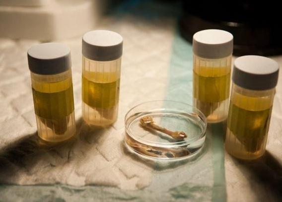 研究人员对发现于西伯利亚地区4.5万年以前的一块人类腿骨进行基因测序