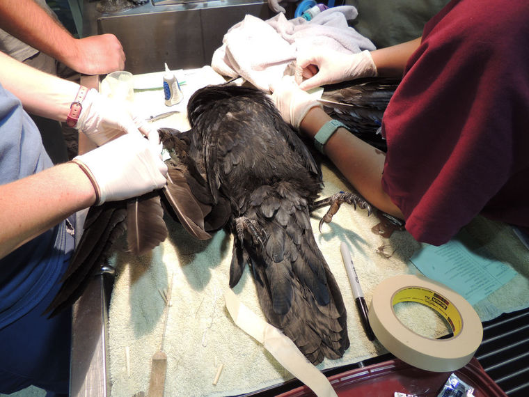 一只受伤的乌鸦进行罕见的“羽毛移植”