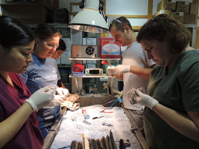 一只受伤的乌鸦进行罕见的“羽毛移植”