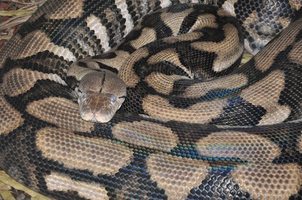 美国一条11岁的雌网纹蟒以“单性生殖”的方式生下6条小雌蛇