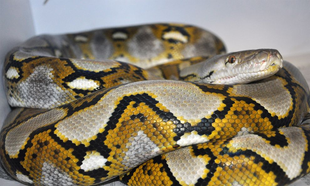 美国一条11岁的雌网纹蟒以“单性生殖”的方式生下6条小雌蛇