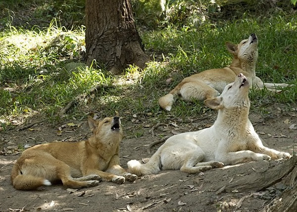 ���޻���Ұ������ ��Ů�ο���Ϯ����