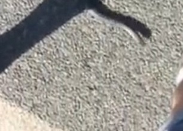 罗伯茨眼见蛇朝他步步进逼,竟选择不逃跑,以为蛇会自行离去。