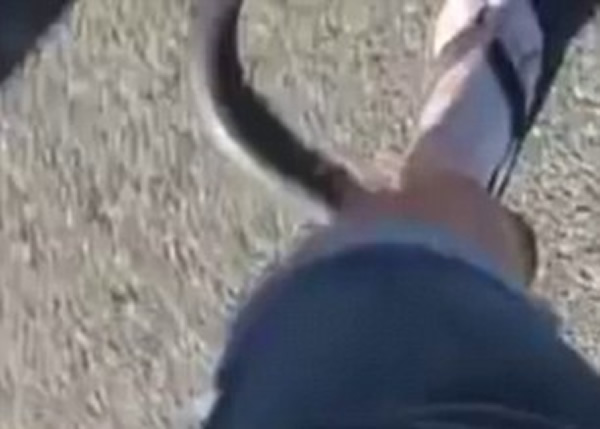 该蛇突然咬向罗伯茨的右脚踝,令他始料不及。