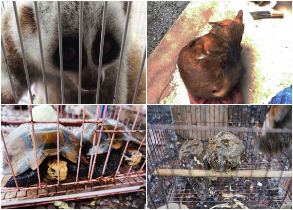 ɽڹ꣨ϼͼ򹷡èͷӥϼͼȶﶼмڴס