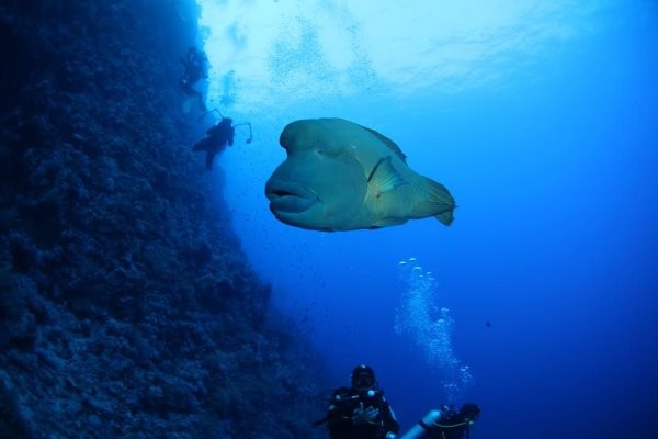 濒危的龙王鲷喜爱栖息在珊瑚礁海域,又称「珊瑚礁鱼王」。(图/中研院生物多样性研究中心研究员郑明修博士提供)