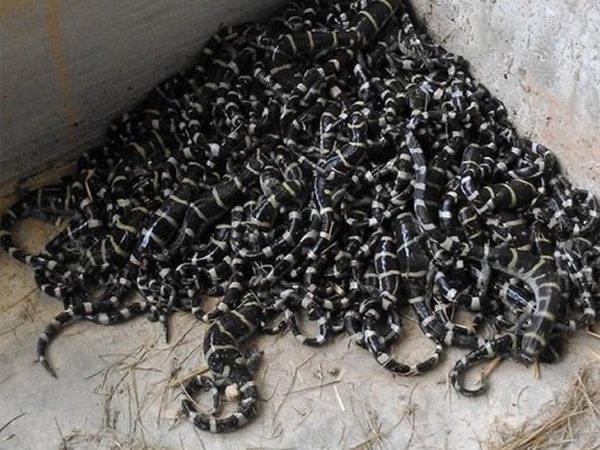 美国密苏里州一户人家早上打开家门发现上百只蝾螈