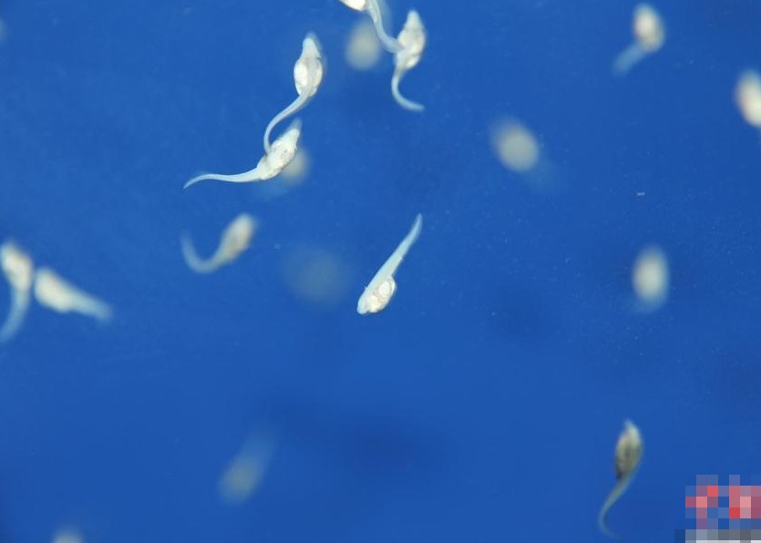 �ɹ�����6��β����