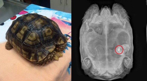 美国一只陆龟便秘 X光一照惊见肚里藏有“小乌龟”