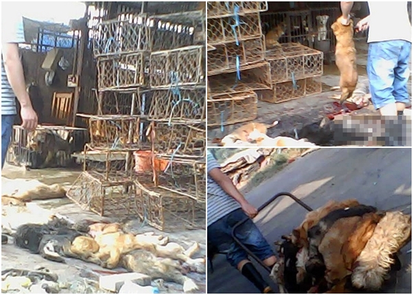 批发市场内狗只“尸横遍地”。