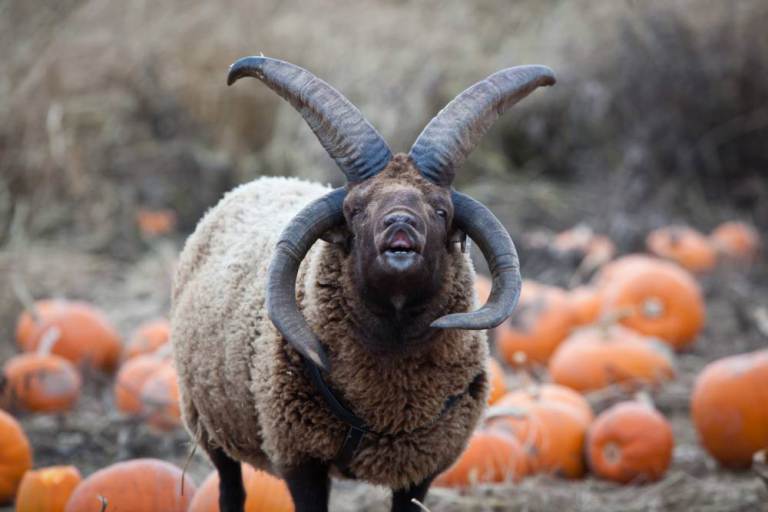 4��������������ԭ�����֡�