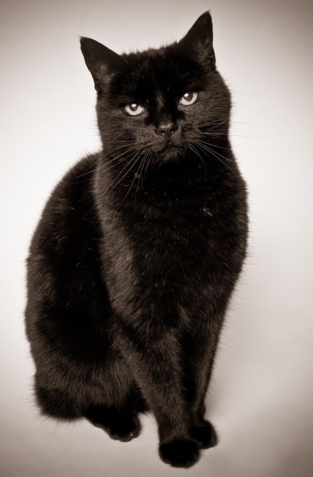 黑猫被指是女巫的宠物之一