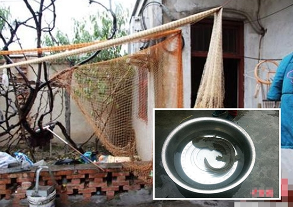 ���մ��񲶻񳬴�Ұ�������㣨Сͼ����