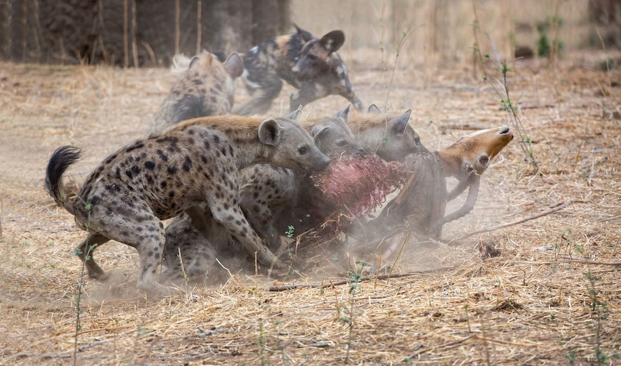 津巴布韦的马纳潭国家森林公园一群野狗和土狼群的晚餐争夺战