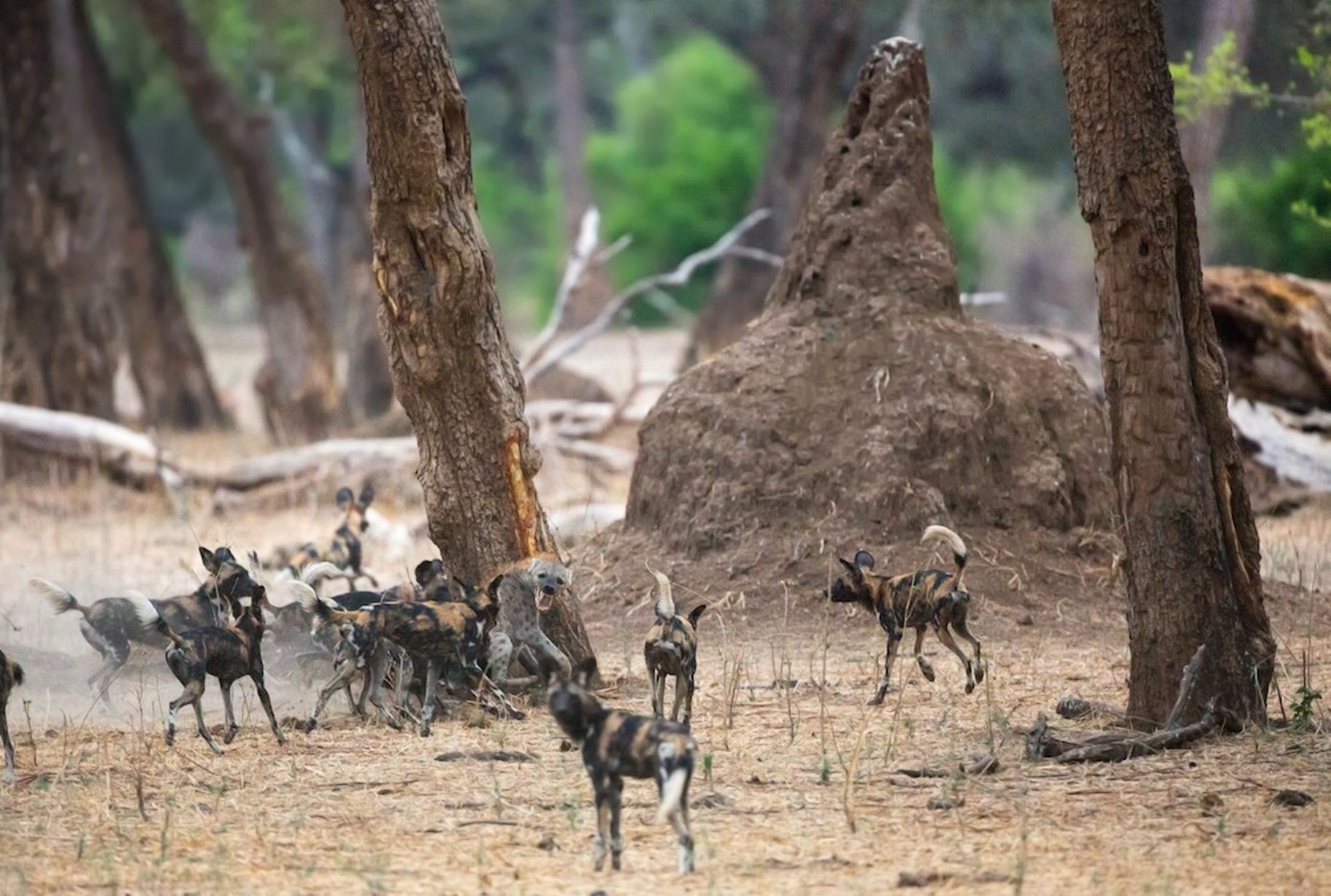 津巴布韦的马纳潭国家森林公园一群野狗和土狼群的晚餐争夺战