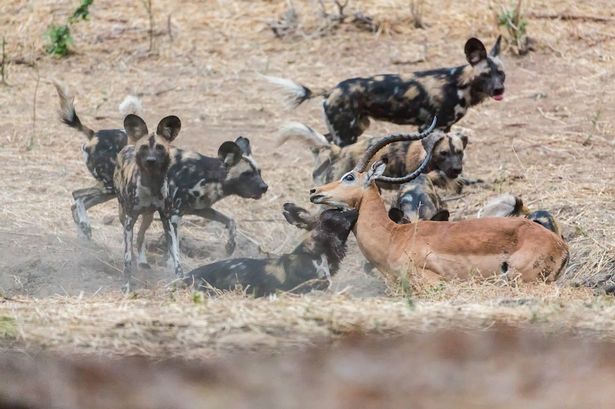 津巴布韦的马纳潭国家森林公园一群野狗和土狼群的晚餐争夺战