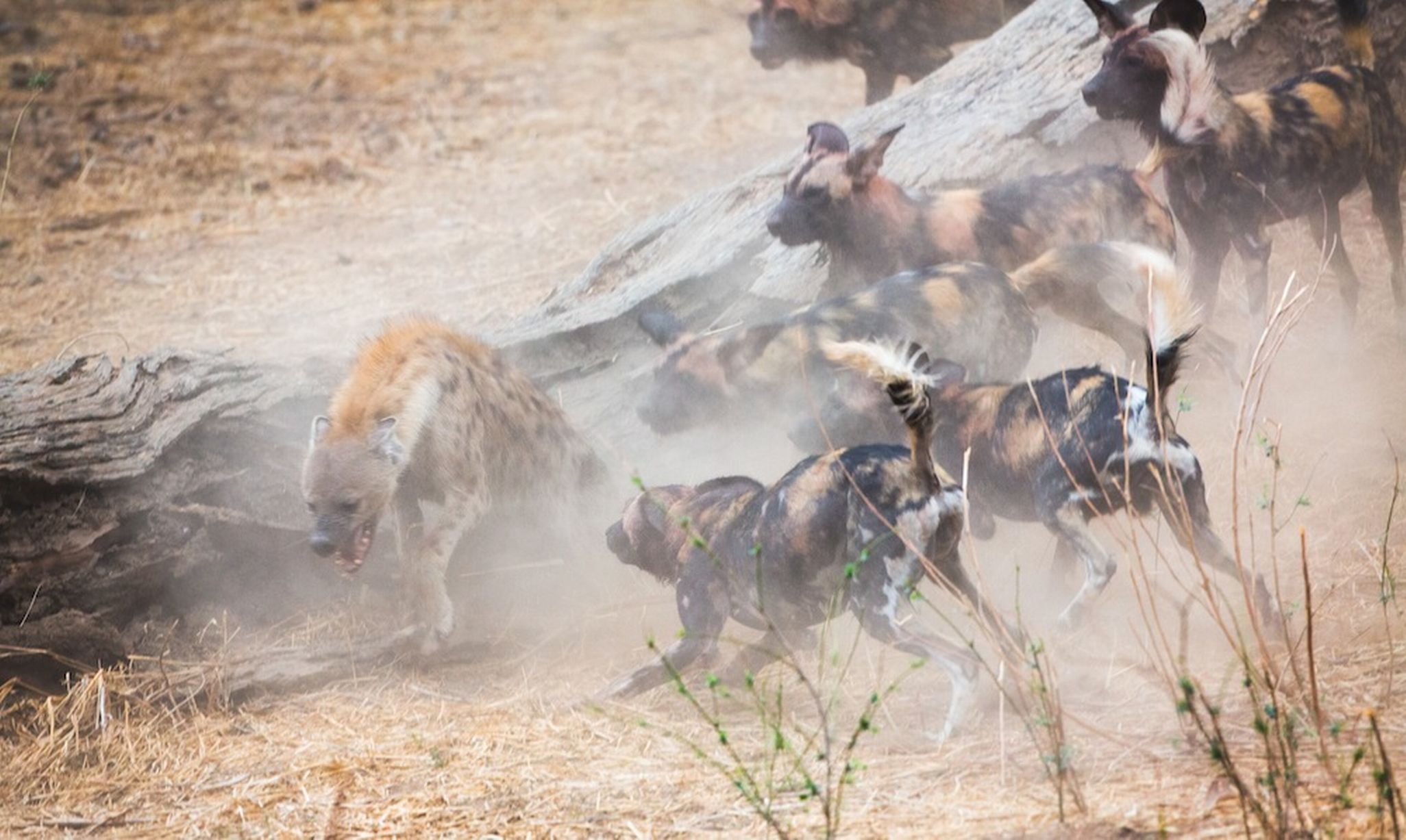 津巴布韦的马纳潭国家森林公园一群野狗和土狼群的晚餐争夺战