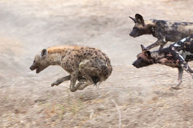 津巴布韦的马纳潭国家森林公园一群野狗和土狼群的晚餐争夺战