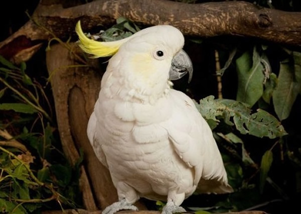 澳洲葵花凤头鹦鹉百岁生日 英女王亲函致贺