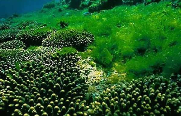 科学家意外发现一种来自植物的奇特病毒 能够改变人类的思考方式