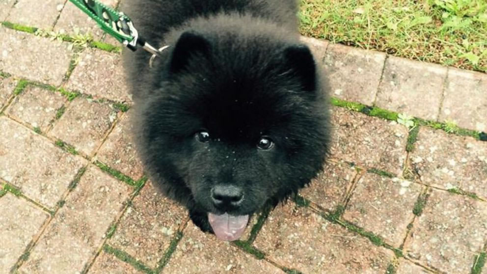 Ӣ��һֻ�����ߺ�ĺ�ɫ��ʨȮMisiu��͵��