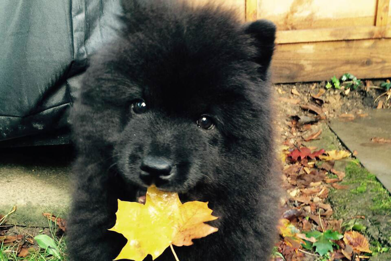 Ӣ��һֻ�����ߺ�ĺ�ɫ��ʨȮMisiu��͵��