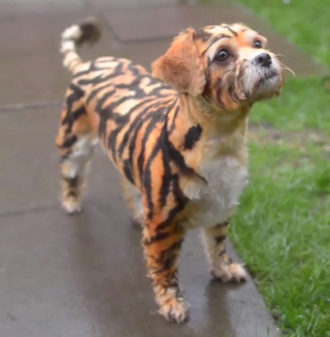 Ӣ����ͷ����С�ϻ���ԭ������ʿ����Ȯ