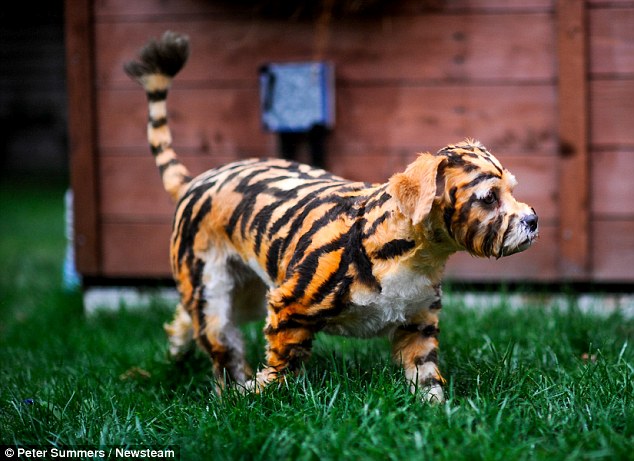 Ӣ����ͷ����С�ϻ���ԭ������ʿ����Ȯ