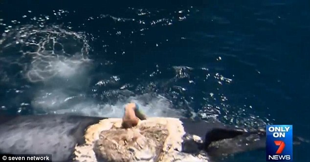 ���ޡ����С��ι����������������ͷ��ʬ��