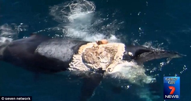 ���ޡ����С��ι����������������ͷ��ʬ��