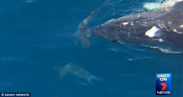 ���ޡ����С��ι����������������ͷ��ʬ��