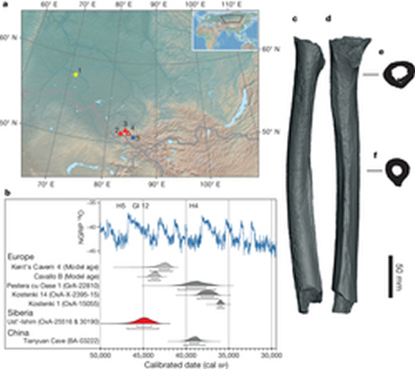西伯利亚4.5万年前人类遗骨中发现尼安德特人基因