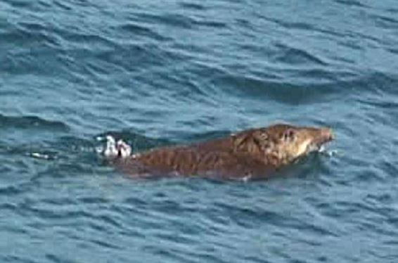 日本松山海上保安部日前也在濑户内海发现一头正游泳前往中岛的野猪