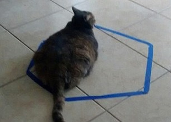 不少网民争相试用圆圈,引起猫咪注意。