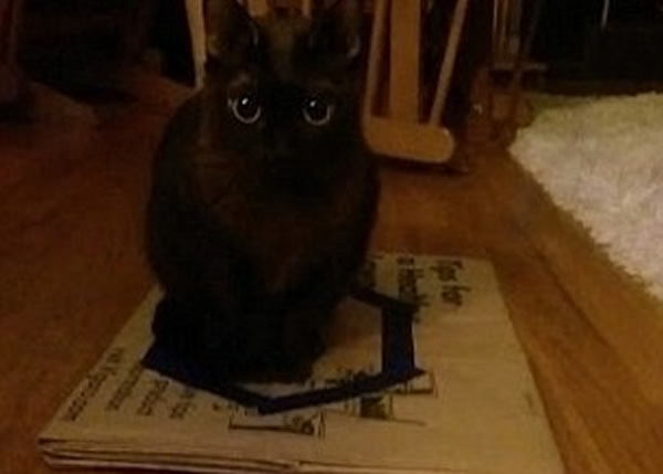 有专家指,人们在猫猫面前画圆圈,会令它们感到好奇而走近。