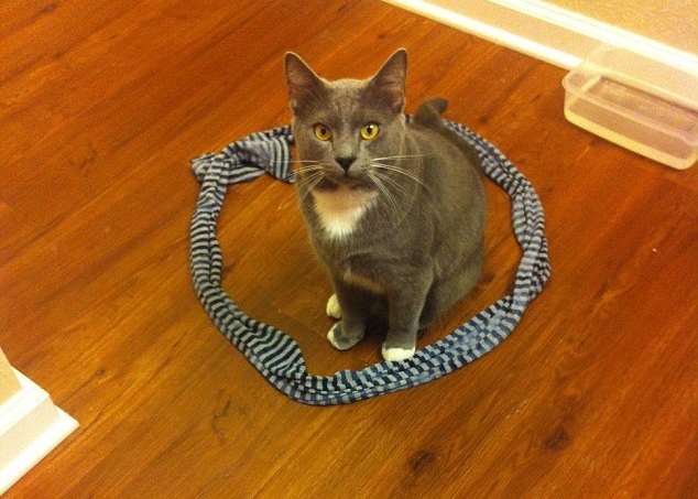 有网民用电线围圈圈,引猫咪“入局”。