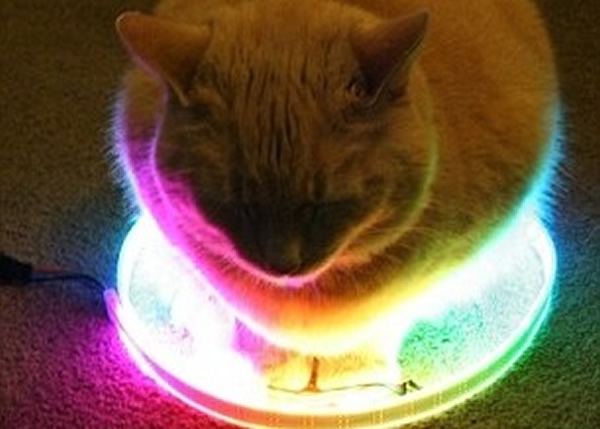 有专家认为,在周围没有东西阻碍的地方画圆圈,就像替猫咪画出它们的地盘,会令它们有安全感。