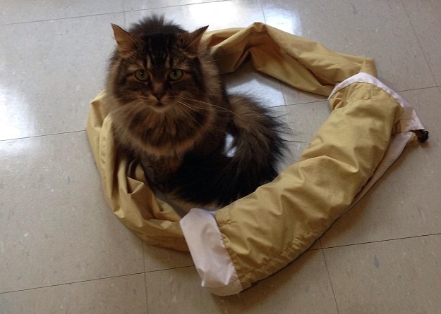 有网民发现,无论用什么物件围出圆圈,都会成功引起猫咪注意。