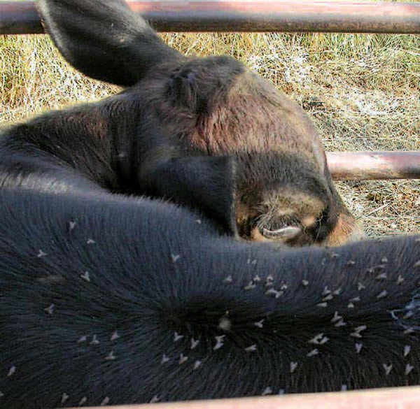 法医昆虫学者研究蛆占据尸体的情形来协助判定死亡时间。