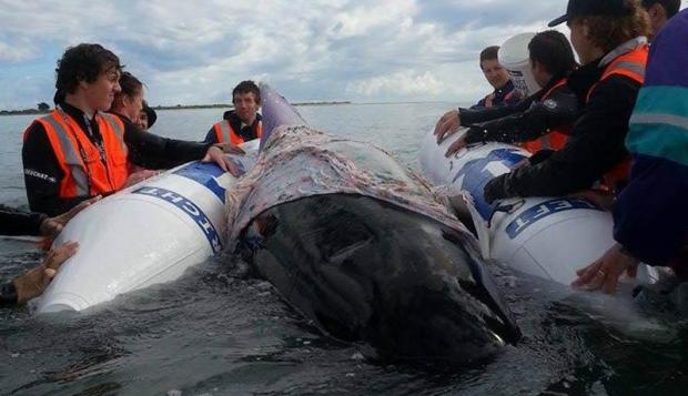 �������ٴη����캽�������ǳ�¼� 36ͷ��21ͷ���