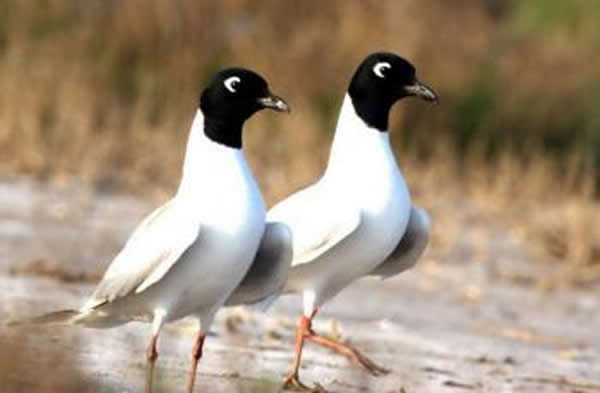 全球变暖和人类的破坏性行为或令新西兰黑嘴鸥走上绝种路