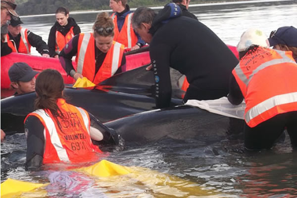 �幤��ë�����˺������Ⱦ���